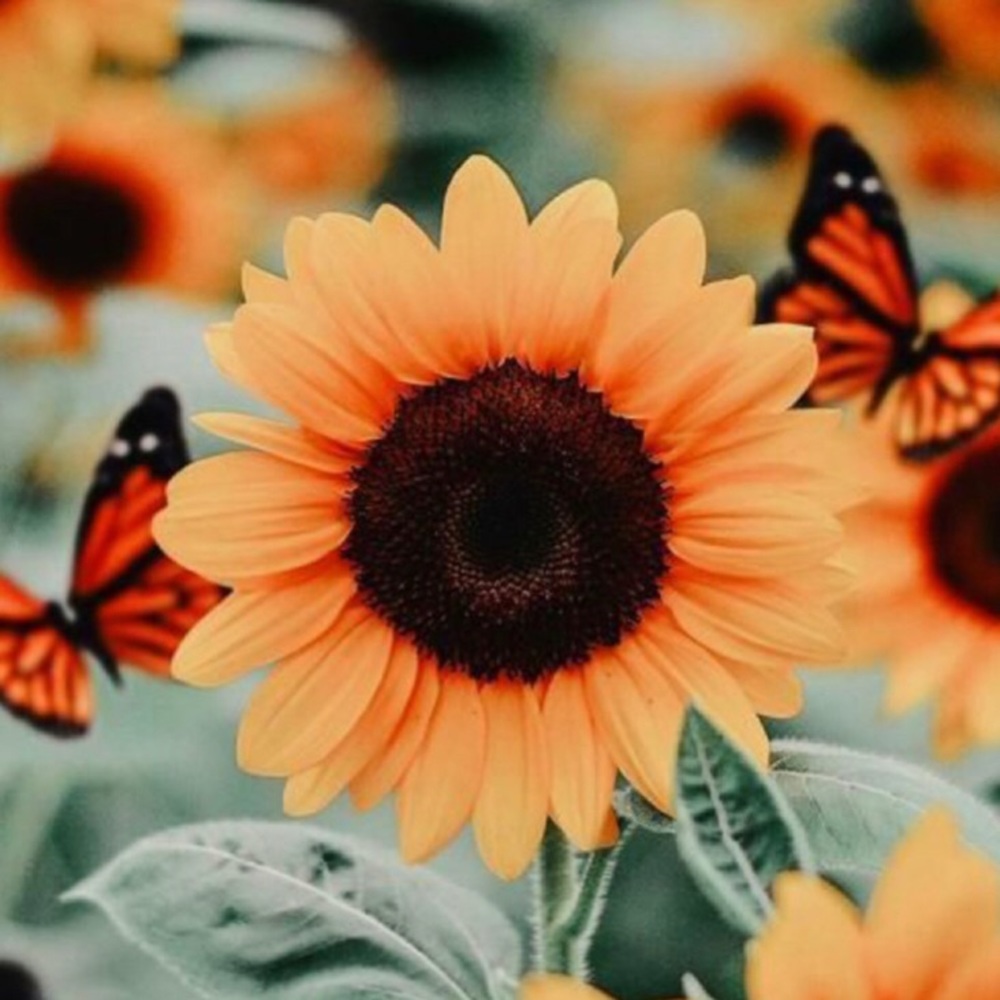 Meet your Posher, Annie